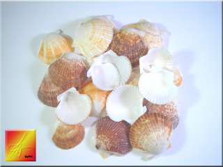 25 Baby Deep Scallop Shells Seashells 