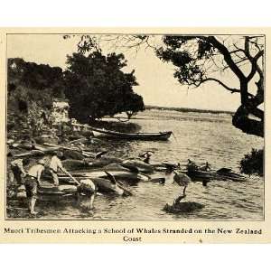  1920 Print Maori Tribesmen Attack School Whales Zealand 
