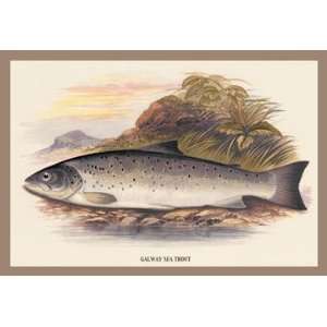  Galaway Sea Trout 12x18 Giclee on canvas