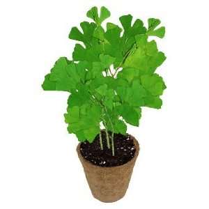  DuneCraft Grow Your Own Tree Ginkgo Toys & Games
