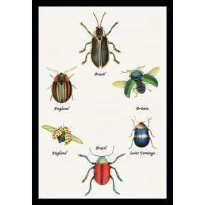  Vintage Art Beetles of Brazil, Britain, England and Saint 