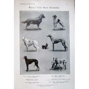   Kennel Club Show Dogs Retriever Pointer Deerhounds