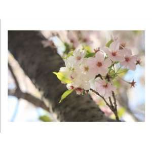  Japanese Cherry Blossom, Sakura 1 by Ryuji Adachi. Size 21 