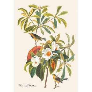  Exclusive By Buyenlarge Bachmans Warbler 28x42 Giclee on 