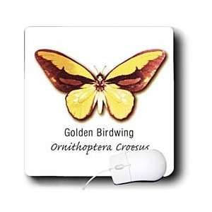  Boehm Graphics Butterfly   Golden Birdwing Butterfly 