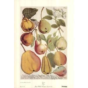  Pears by Johann Wilhelm Weinmann 14x20