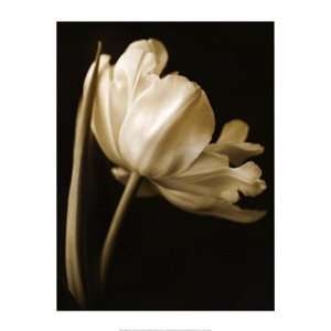  Champagne Tulip I   Poster by Charles Britt (9.5x11.75 