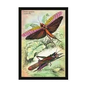  Insects Locusta Migratoria and Locusta Dux 12x18 Giclee on 