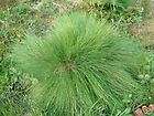   Fescue Seed Clumping Ornamental Grass Non Invasive (Sheeps Fescue