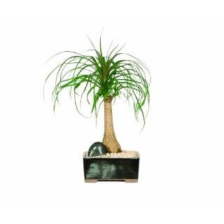  Ponytail Palm Plant   Beaucarnea   4 pot  Easy to Grow 