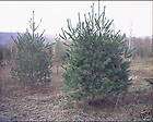 Italian Cypress Evergreen Tree Plant Starter Size  
