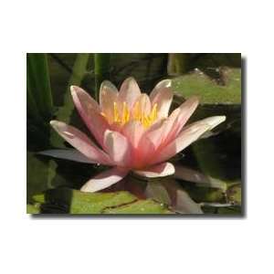  Pink Water Lily Giclee Print