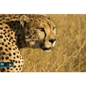  Life Cheetah Poster 