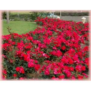  Knock Out (Rosa Landscape/Shrub)   Bare Root Rose Patio 