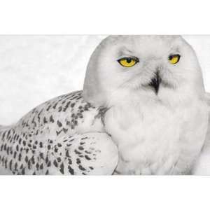  National Geographic Snowy Owl Signed Print
