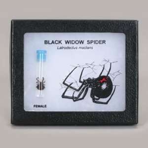  Black Widow Spider Entomount(tm) Industrial & Scientific