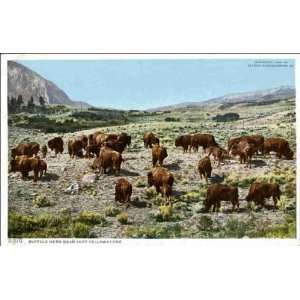  Yellowstone National Park WY   Buffalo Herd Near Fort Yellowstone 