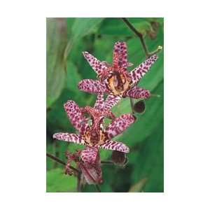  Lily   Toad   Japanese Flower Bulbs Patio, Lawn & Garden