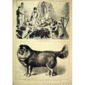  Feeding Royal Buckhounds 1879 Nero Nepaulese Dog Print 
