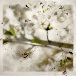  Flower Burst (Cherry Blossom Series), Original Mixed Media 