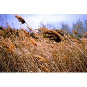  Blowing Prairie Grass Landscape Photograph