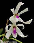 miniature orchid  