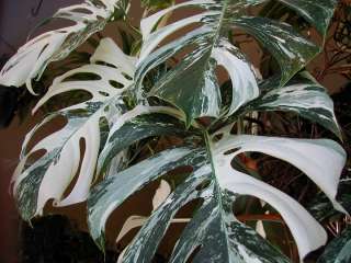 Rare VARIEGATED Monstera (Philodendron)   Must see  