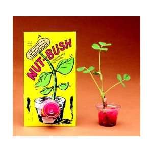 Nut Bush, Grow A Peanut Bush Kit, Package of 10  