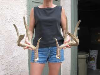 KANSAS MULE DEER SHEDS antlers mount whitetail rack elk  