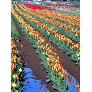  Rows of Multi colored Tulips, Washington, USA Stretched 