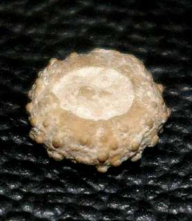 Diplopodia aequale  Oxfordian Echinoids  