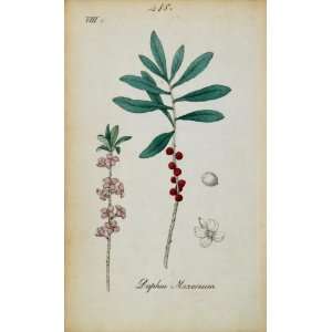 1826 Daphne Mezereum Paradise Plant Botanical Print   Hand Colored 