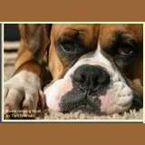 BOXER DOG MISSING MOM New Picture Refrigerator Magnet  