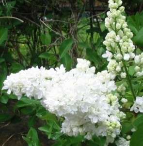 WHITE LILAC TREE   HUGE WHITE FLOWERING     LIVE PLANT  