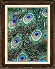 FRAMED Peacock Feathers Print Repro PHOTO on CANVAS ART  