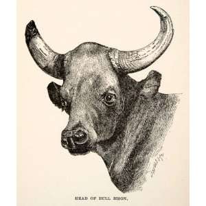  Bull Bison Cow Cattle Buffalo Horn Agriculture Livestock India Dairy 