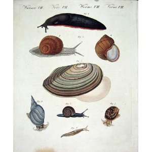 Worms C1845 H/C Natural History Plate V11 