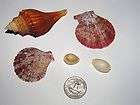 Sea Shells Barnacles  