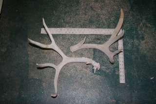 AZ Mule Deer Shed Antlers   2 Large Sheds   #30  