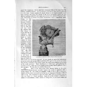   NATURAL HISTORY 1896 LACE CORAL NEPTUNES SLEEVE SEA