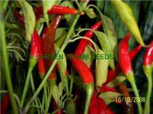 Zimbabwe Bird Hot Pepper seeds, HOT HOT HOT (HP0048)  