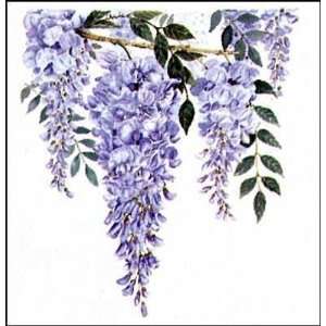  Wisteria Poster Print