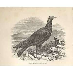  Black Vulture 1862 WoodS Natural History Birds