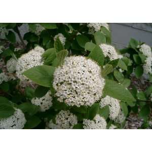  Viburnum X Emerald Triumph Patio, Lawn & Garden