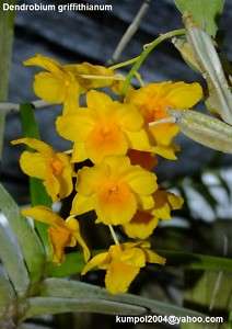 Orchid species seed Dendrobium griffithianum  