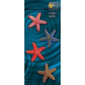    NAI ORNMT STARFISH 305 1 3 4&5