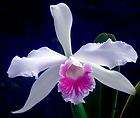 Laelia purpurata v carnea Orchid Plant [CAT031]