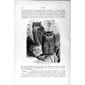  NATURAL HISTORY 1895 INDIAN FISH OWL BIRD PREY PRINT