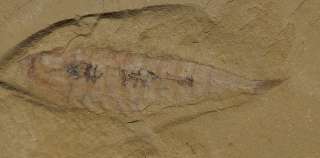 RCLeanchoilia ChengJiang Soft Trilobite Early Cambrian #120328lqlM 