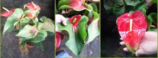  name anthurium obake red and green family araceae description origin